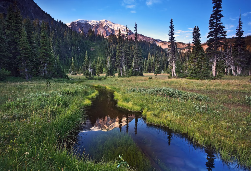 Nature Composed Mt Rainier National Park